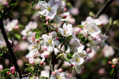 Close-up of insect on flowers