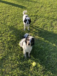 High angle view of dog on field