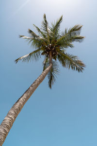 palm tree