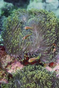 Close-up of coral in sea