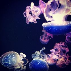 Close-up of jellyfish in aquarium