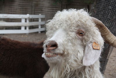 Close-up portrait of two rabbit