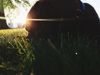 Close-up of person in field
