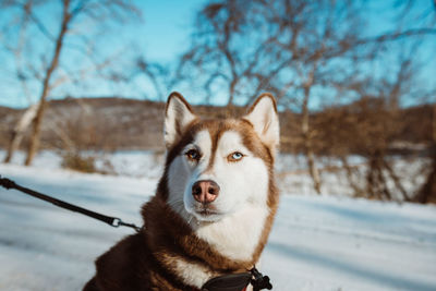 Portrait of dog on field during winter