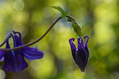 Close-up of purple flowers