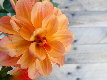 High angle view of orange flowering plant