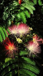 Low angle view of trees
