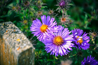 Close-up of purple crocus flowers