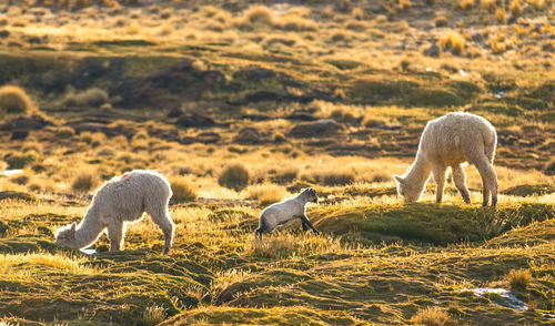 Sheep grazing in a field