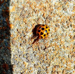 High angle view of ladybug