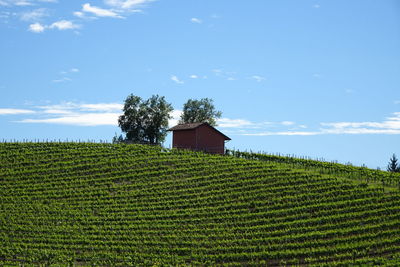 Scenic view of vineyard against sky