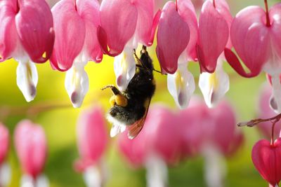 Close-up of bee pollinating on pink flower