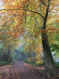 Trees in autumn