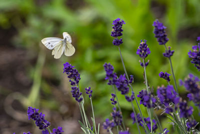 Close-up of purple flowering plants