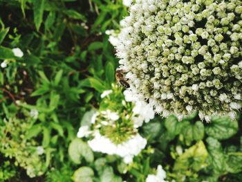 Close-up of bee on flower