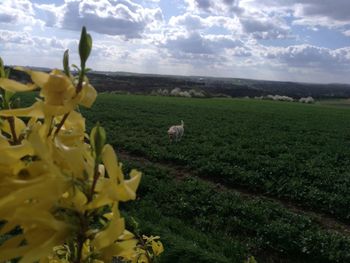 Scenic view of flower field against sky