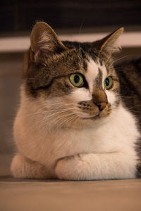 Close-up of cat looking away