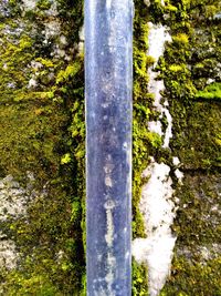 Close-up of moss growing on tree trunk