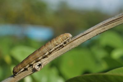 Close-up of insect on wood