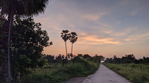 Road amidst plants and trees against sky during sunset