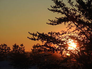 Silhouette trees against sky during sunset