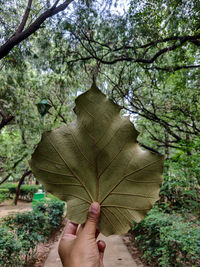 Person holding umbrella in forest