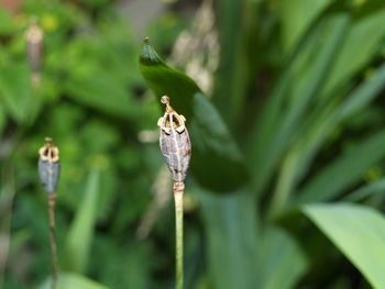 Close-up of insect on plant