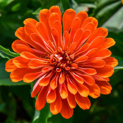 Close-up of orange flower