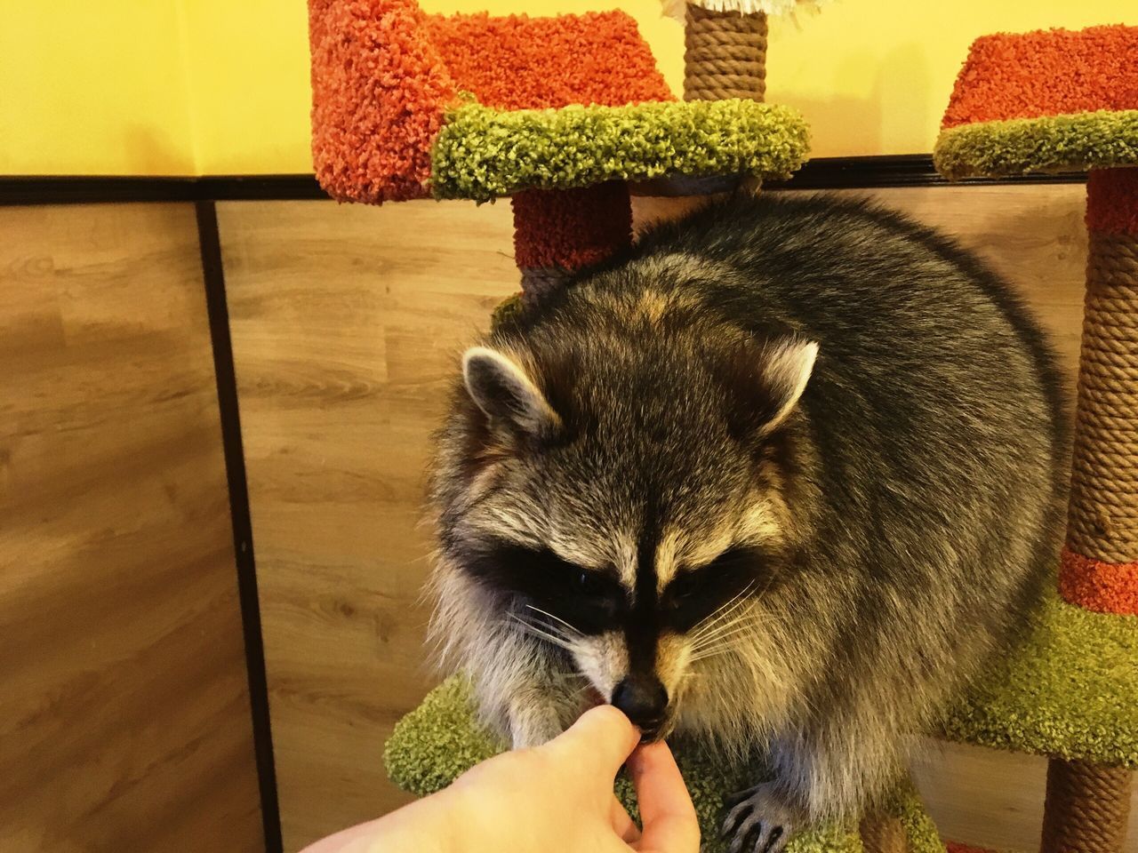 MIDSECTION OF PERSON HOLDING HANDS ON TABLE