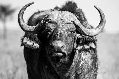 Close-up portrait of a buffalo 