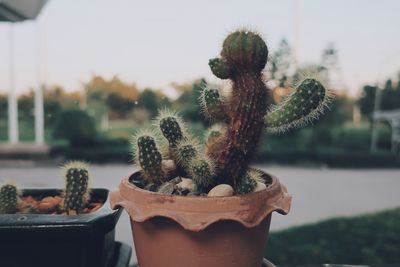Close-up of succulent plant in pot