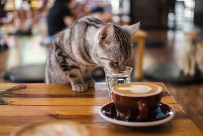 Cat on table