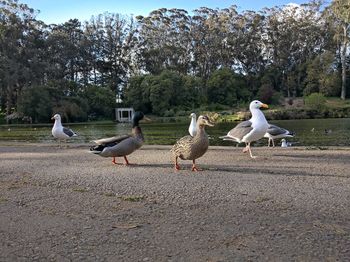 Seagulls on a land