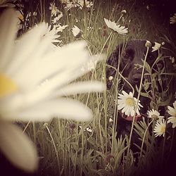 Close-up of flowers blooming in field