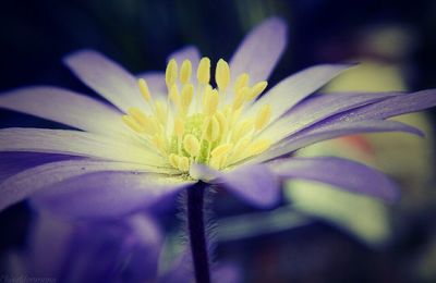 Close-up of flower in water