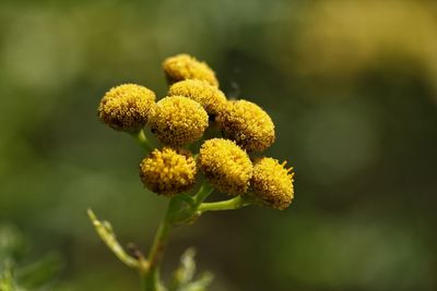 Close-up of yellow flowering plant