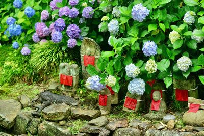 Multi colored flowering plants by rocks