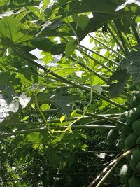 Close-up of fresh green plants