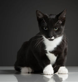 Close-up portrait of black cat sitting