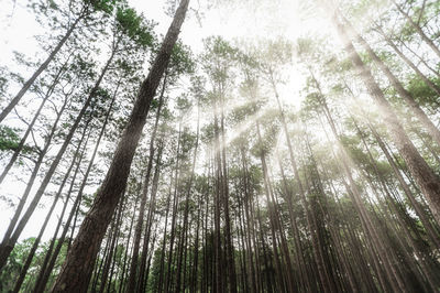 Low angle view of bamboo trees in forest