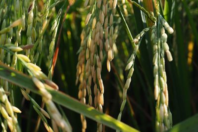 Close-up of stalks in field