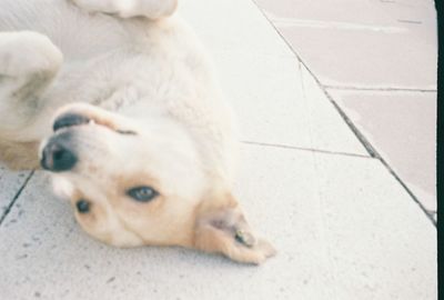 Close-up portrait of dog lying on floor