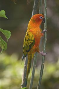 Close-up of parrot perching on branch