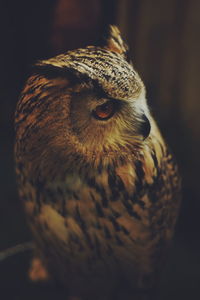 Close-up of owl