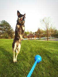 Dog standing on grassy field