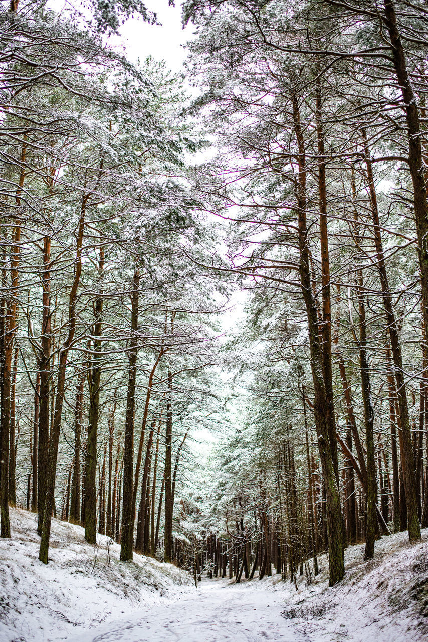 SCENIC VIEW OF SNOW COVERED LAND TREES