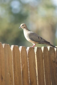 Close-up of bird perching on wood