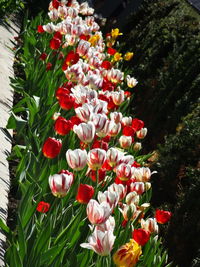 Close-up of red flowers on field