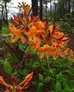 Close-up of orange flowers