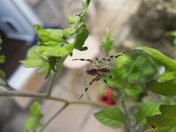 Spider on web